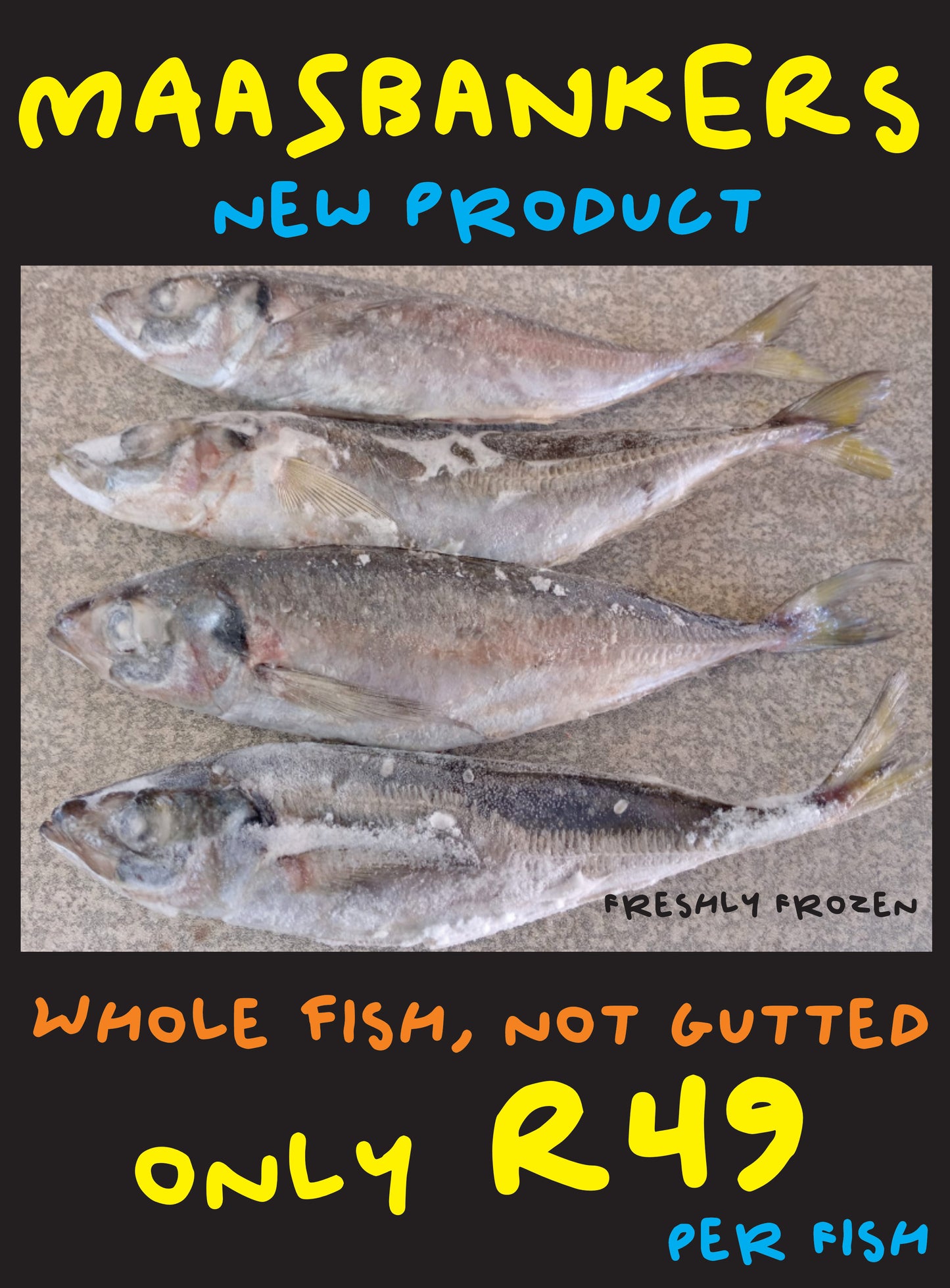 Maasbanker (Whole Fish) - only R49 Each!!