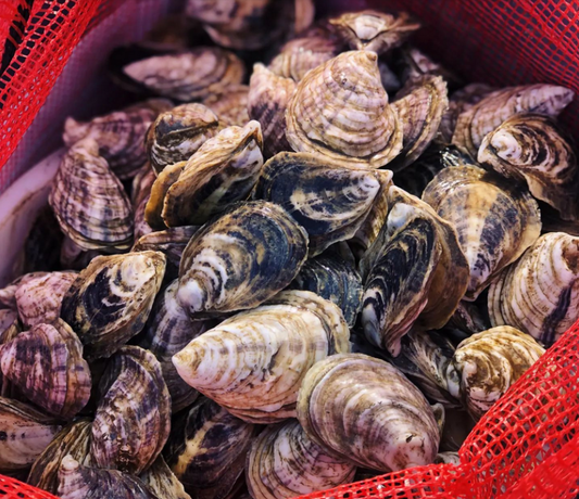 Wild Caught Oysters (sold out)