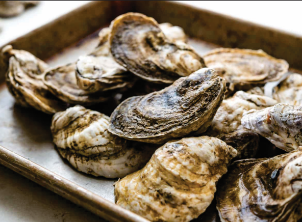 Large Fresh Oysters (when available to order) - packs of 10