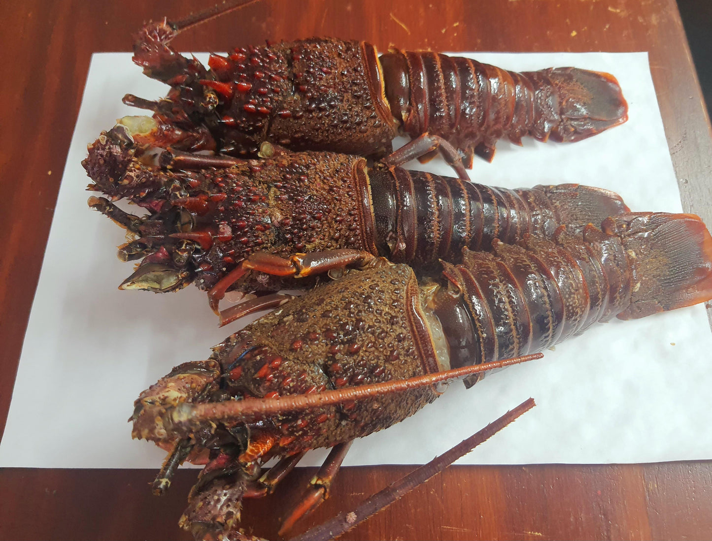 Whole West Coast Lobster!! (from R130 each) (BACK in Stock!!