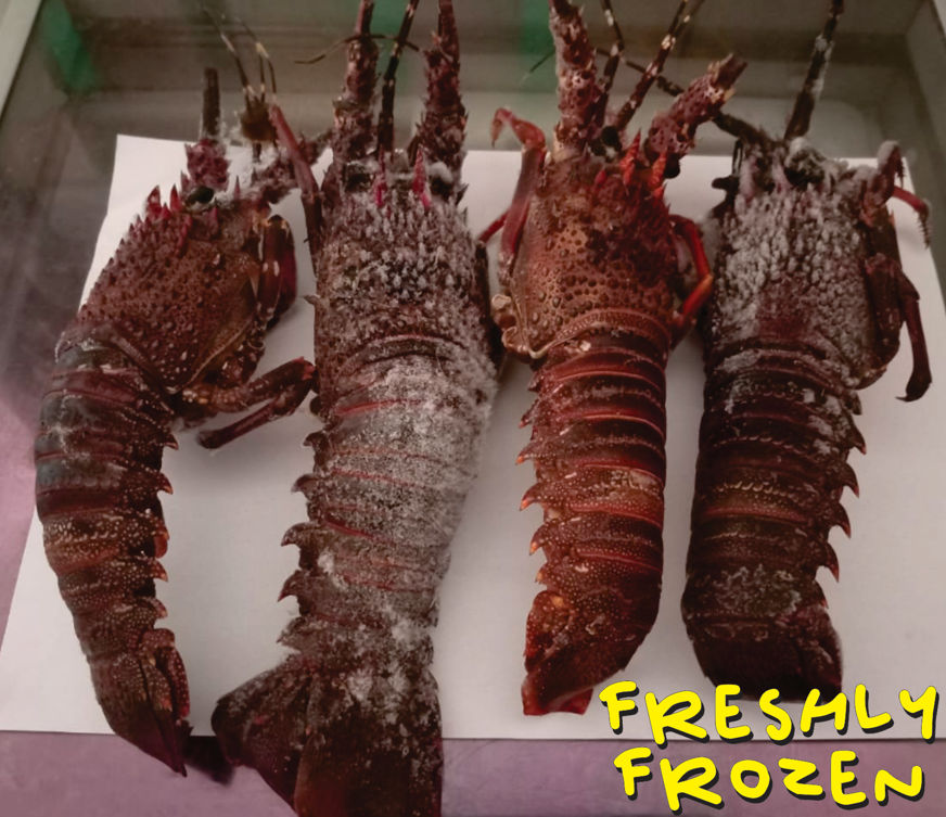Whole West Coast Lobster!! (from R130 each) (BACK in Stock!!
