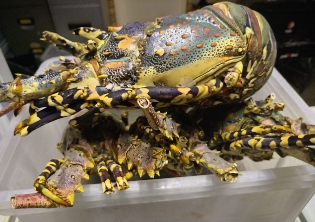 GIANT Mozambique lobster!! (price per kg)