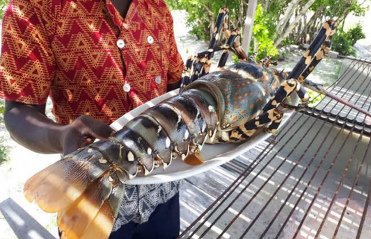 GIANT Mozambique lobster!! (price per kg)