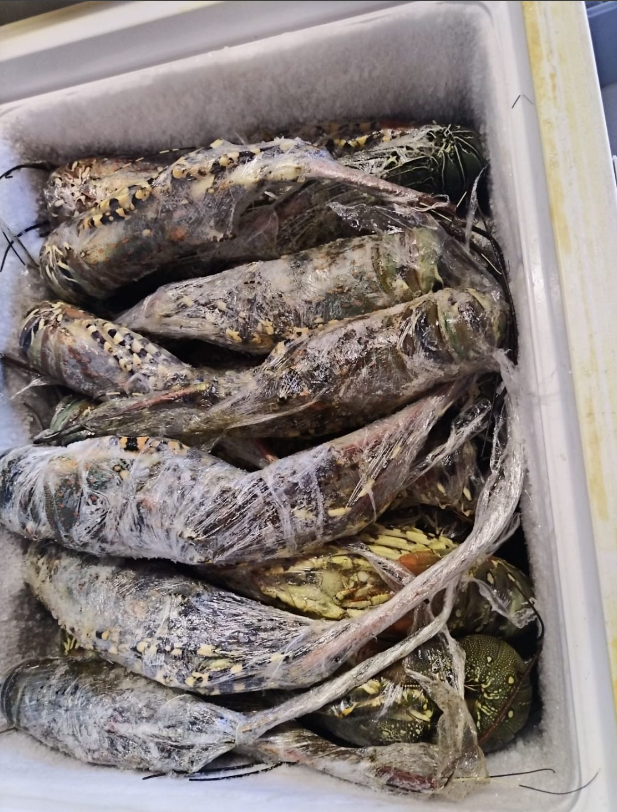 GIANT Mozambique lobster!! (price per kg)