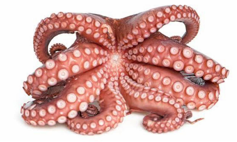 Octopus Pieces (1kg pack) (sold out, sorry)